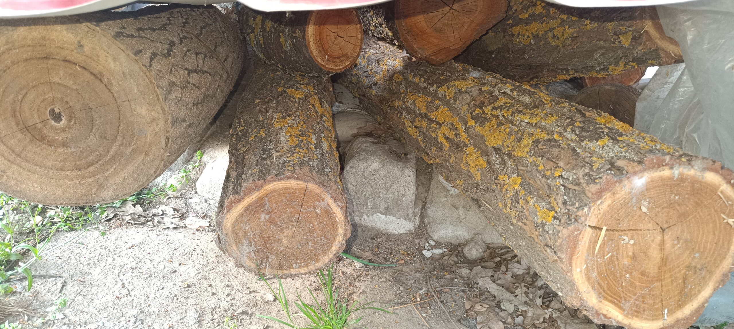 Lemn de salcam pus la uscat